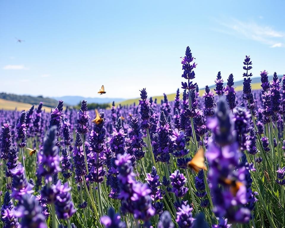 Ontdek de kracht van rustgevende kruiden zoals lavendel